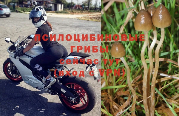 крисы Алзамай